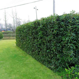 法国冬青树苗篱笆绿化
