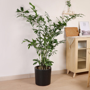 双木林鱼尾葵盆栽小众热带植物大型室内观赏轻奢真绿植棕榈椰子树