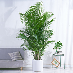 国王椰子盆栽常绿盆景阳台室内外办公家居净化空气绿植吸甲醛网红