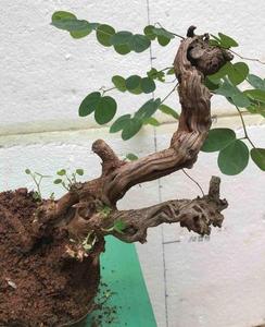 金丝红木羊蹄甲懒人绿植盆景易活碳化舍利老桩