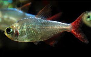 68zzzcccfff00淘宝红衣梦幻鳍粉红勾扯旗鱼芙蓉旗哥伦比亚红鳍灯鱼