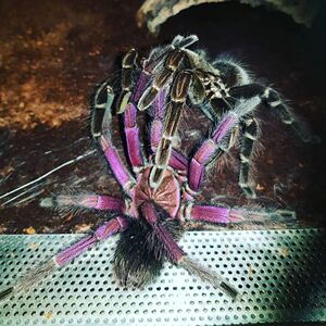 【巴西粉红】巴西粉红品牌,价格 - 阿里巴巴