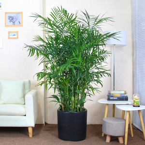 夏威夷竹子散尾葵凤尾竹室内客厅大型除甲醛植物盆栽办公室黄椰子