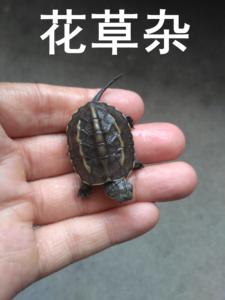 花草杂龟苗花龟草龟杂交龟冷水龟全品观赏龟水龟家养小乌龟活体苗
