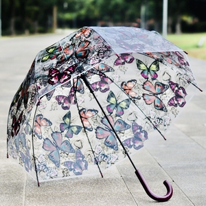 新款抗风彩绘阿波罗透明雨伞透明伞长柄伞自动鸟笼伞泡泡伞创意伞