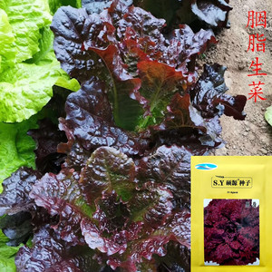 紫叶生菜种子叶紫抗性好盆栽阳台食用观赏硕源胭脂紫叶生菜种籽子