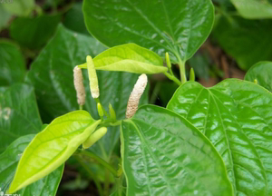 野生蛤蒌 山蒌 大柄蒌 马蹄蒌 假娄 食用香料 观赏绿化
