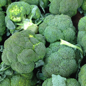 耐热寒西兰花菜种子紫色有机西蓝散花椰菜种籽孑松花蔬菜春秋四季