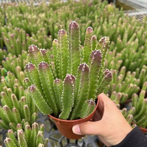 【开大花】犀牛角植物盆栽仙人柱类绿植花卉客厅办公桌防辐射包邮