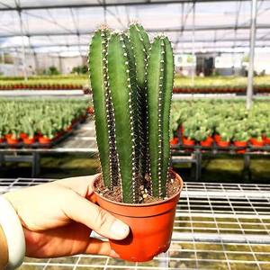 量天尺仙人柱小苗盆栽客厅庭院好养花卉植物4颗观颈类三角柱绿植