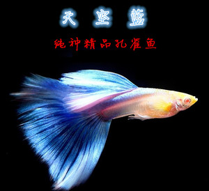 蓝礼服白子孔雀鱼