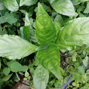 热销南板蓝根苗 大青叶 马蓝叶 板蓝根新鲜枝叶 可观赏可食用清热