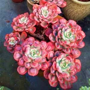 雨滴多肉植物老桩群生泪无痕景天甩卖清棚处理全店凑满50包邮