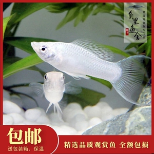「角里鱼舍」银玛丽鱼花鱂生小鱼苗除油膜清洁工具热带观赏鱼活体