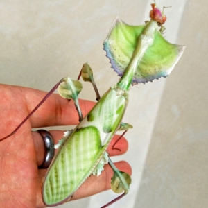 3龄大魔花螳另类昆虫非洲螳螂爬虫鸣虫活体宠物创意儿童礼物 售完