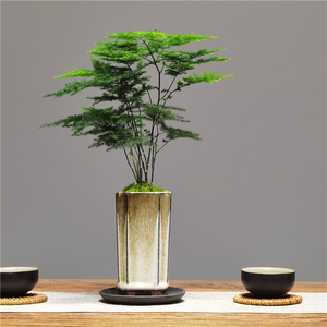 文竹盆栽植物室内四季常青好养办公茶台文人盆景小摆件桌面绿植