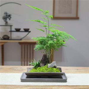 造景文竹盆景植物室内桌面创意配石苔藓景观日式茶桌云竹树苗盆栽