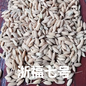 水稻种子浙福7号优质高产谷种圆粒米水稻谷种湘早45常规种