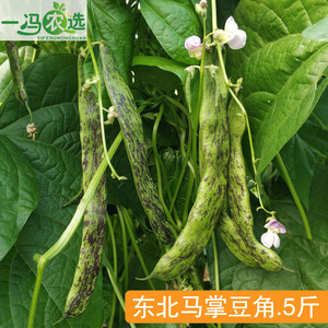 东北马掌豆角 新鲜菜蔬菜农家花道比油豆角好吃特产现摘5斤包邮