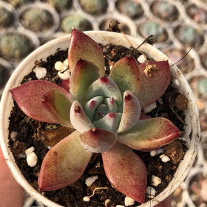 菜多美旗舰店天猫多肉精品肉肉植物带盆嫦娥白莲孤星侧影星影水梅