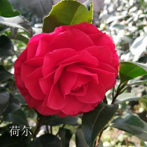 荷尔 年宵花卉正红色进口品种名贵茶花四季常绿庭院花园木本植物