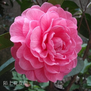 南海明珠名贵云杂品种茶花盆栽苗桃红色巨型花玫瑰型高档绿植花卉