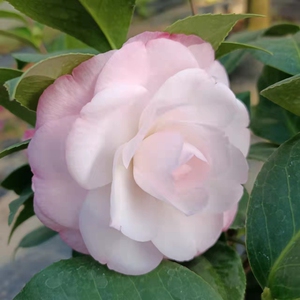 心愿 愿望 名贵进口茶花苗福建龙岩永福茶花盆栽高档庭院阳台绿植