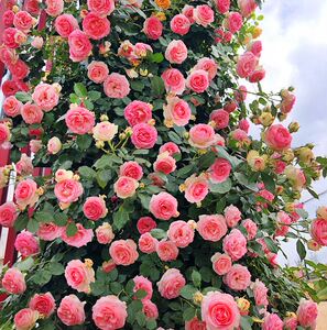 爬藤沙龙四季庭院藤本月季围栏开花植物花卉蔷薇花苗宝石盆栽粉色