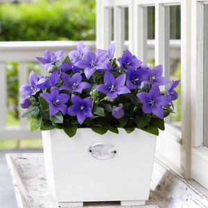 中华桔梗花盆栽带花铃铛花四季开花耐热耐寒阳台庭院桌面绿植花卉