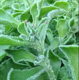 南极冰草南非水晶冰菜拌沙拉酱新鲜即食蔬菜现摘3斤顺丰包邮