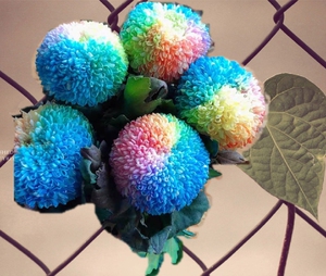 003人付款淘宝花坊老头七彩乒乓菊花期长家用婚礼插花