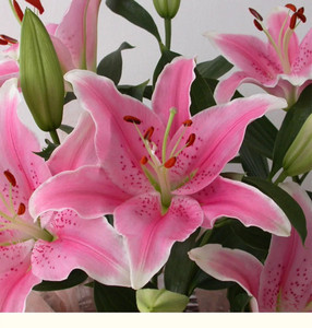 花坊老头ab级粉色香水百合铁炮索尔邦罗宾娜云南基地直发一扎包邮