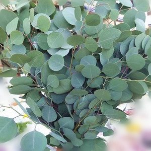 尤加利叶圆叶细叶鲜花水养插花配叶云南基地直发一扎包邮航空速递