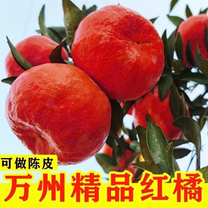 四川红橘大红袍桔子重庆万州古红桔新鲜水果可做陈皮原料现摘现发
