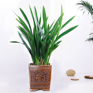 墨兰盆栽高档客厅