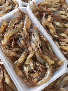 福建海捕沙虾 500g 鲜活冷冻水产海鲜4斤包邮