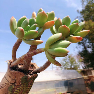 精品萌多肉 青星美人 木质化老桩 群生多头 云南昆明大棚实拍