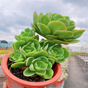 精品萌多肉 骑兵 碧桃 老桩多头 无砍 云南昆明大棚 可一物一拍