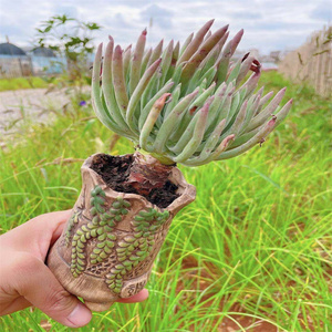 【小杜丽】小杜丽品牌,价格 - 阿里巴巴