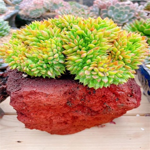 拿铁 拉姆雷特缀化 造型好爆盆易度夏易养活大棚实拍萌先生的多肉