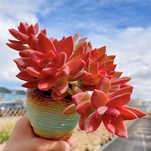 精品萌多肉 布丁 多头小老桩 颜色鲜红 云南昆明大棚拍摄