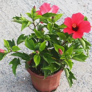 大红花 扶桑花盆栽 四季开花好养室外阳台朱槿牡丹大红花绿植花卉