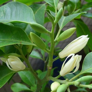 白兰花盆栽花卉植物室内玉兰树苗带花土多季开花浓香型黄角兰好养