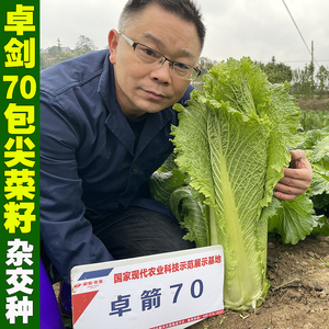 卓剑70包尖大白菜种孑青麻叶青口白绍菜种籽春夏秋四季蔬菜种籽子