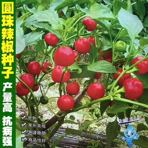 卓椒圆珠辣椒种子杂交中辣圆形朝天椒灯笼椒泡椒种籽高产蔬菜种孑