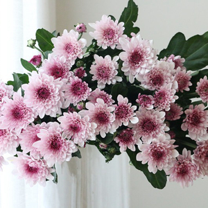 北京同城小雏菊多头粉色家用水养插花乒乓菊鲜切花期时间长懒人花