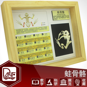 蛙骨骼标本 两栖类动物骨骼 中学小学生物科学教材 社区科普