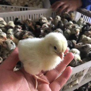 正宗纯种鹊山鸡鸡苗小鸡活苗脱温苗活体小鸡仔种蛋受精蛋