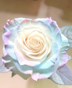 欧若拉极光碎冰蓝玫瑰a级精选高品质瓶插装饰鲜切水养花昆明直发