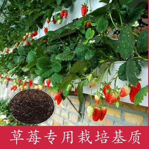 草莓专用营养液